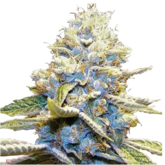 Skywalker Autoflower Seeds - hqdtechusa