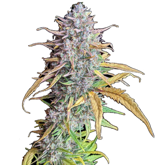 Strawberry Banana Feminized Seeds - hqdtechusa