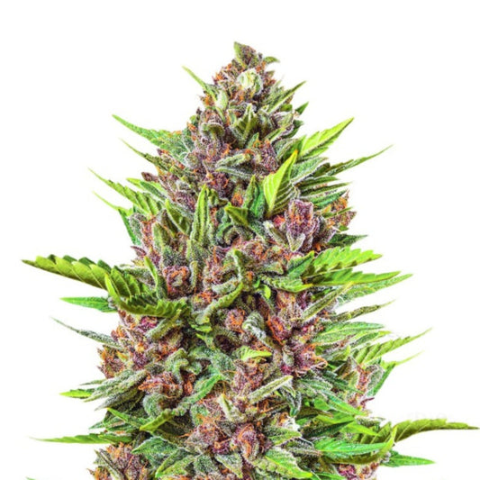 Strawberry Gummy Autoflower Seeds