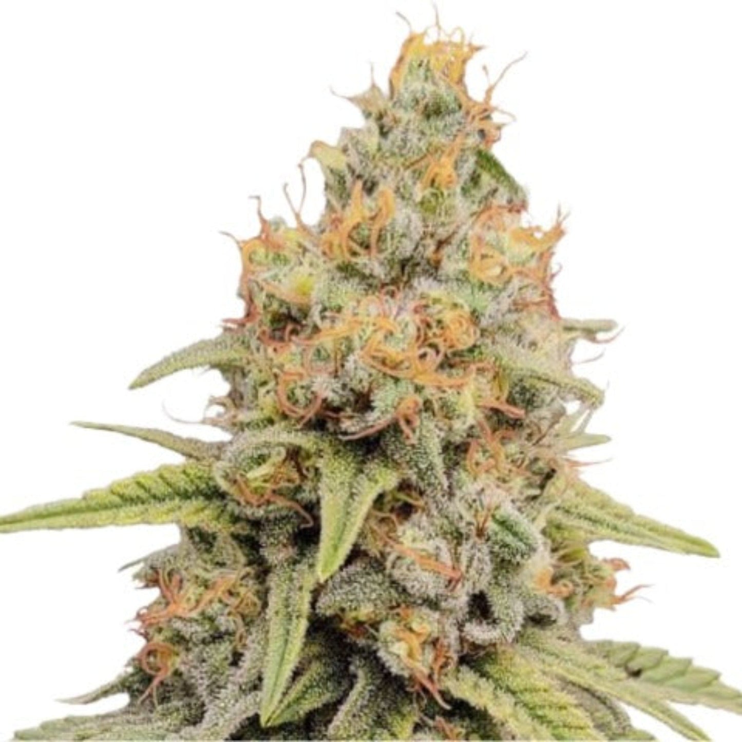 Strawberry Kush Feminized Seeds