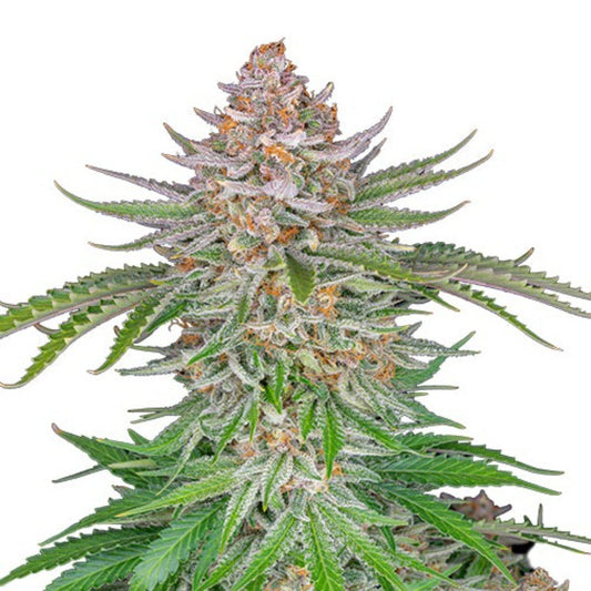 Strawberry Pie Autoflower Seeds