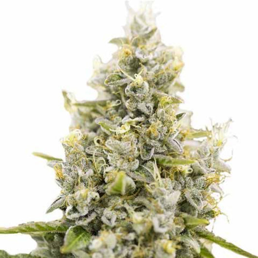 Sunset Sherbet Autoflower Seeds - hqdtechusa