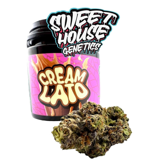 Sweet House Genetics Premium Cream Lato THC-A Flower - 3.5g - hqdtechusa