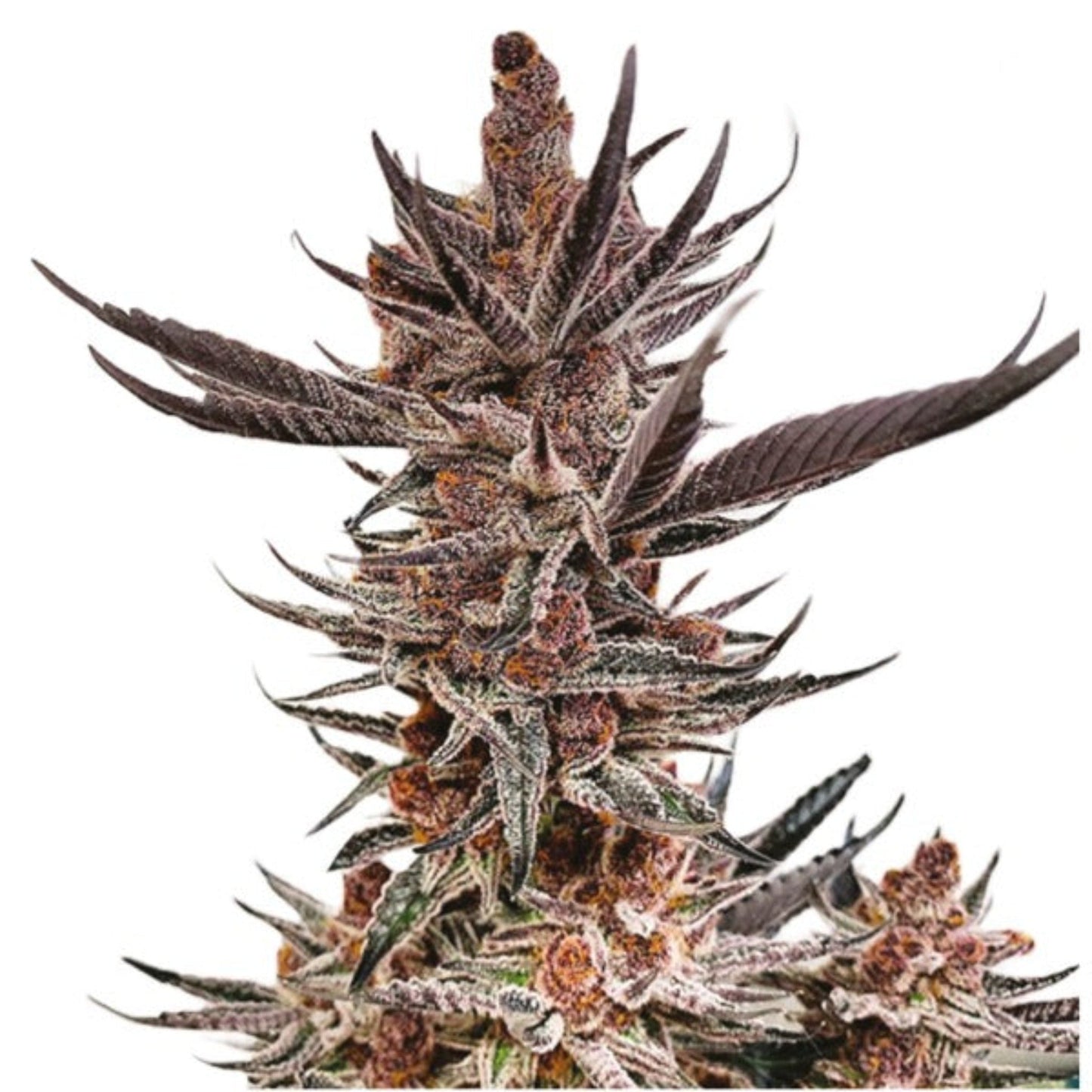 Tropical Cookies Autoflower Seeds