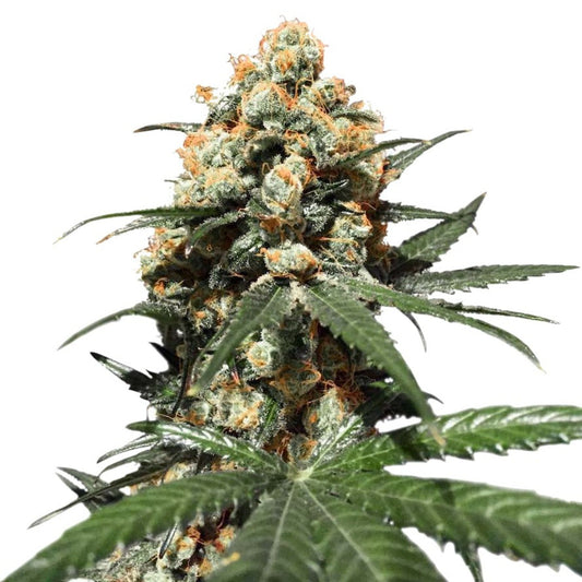 Unicorn Poop Feminized Seeds - hqdtechusa