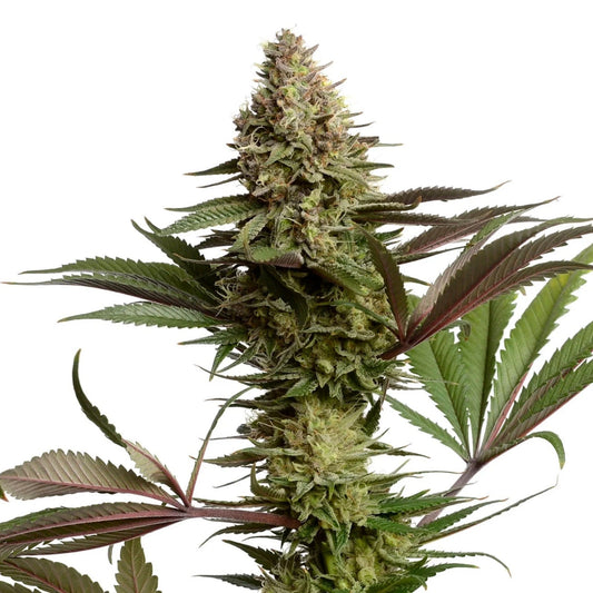 Wauto Dowg Autoflower Seeds - hqdtechusa