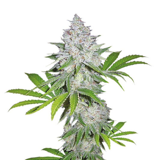 White Widow Feminized Seeds - 5PK - hqdtechusa