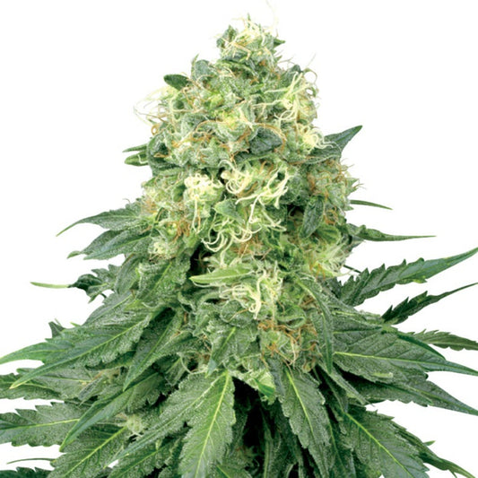 White Widow Meth Autoflower Seeds - hqdtechusa