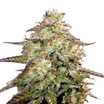 Yumbolt Banana Feminized Seeds - hqdtechusa