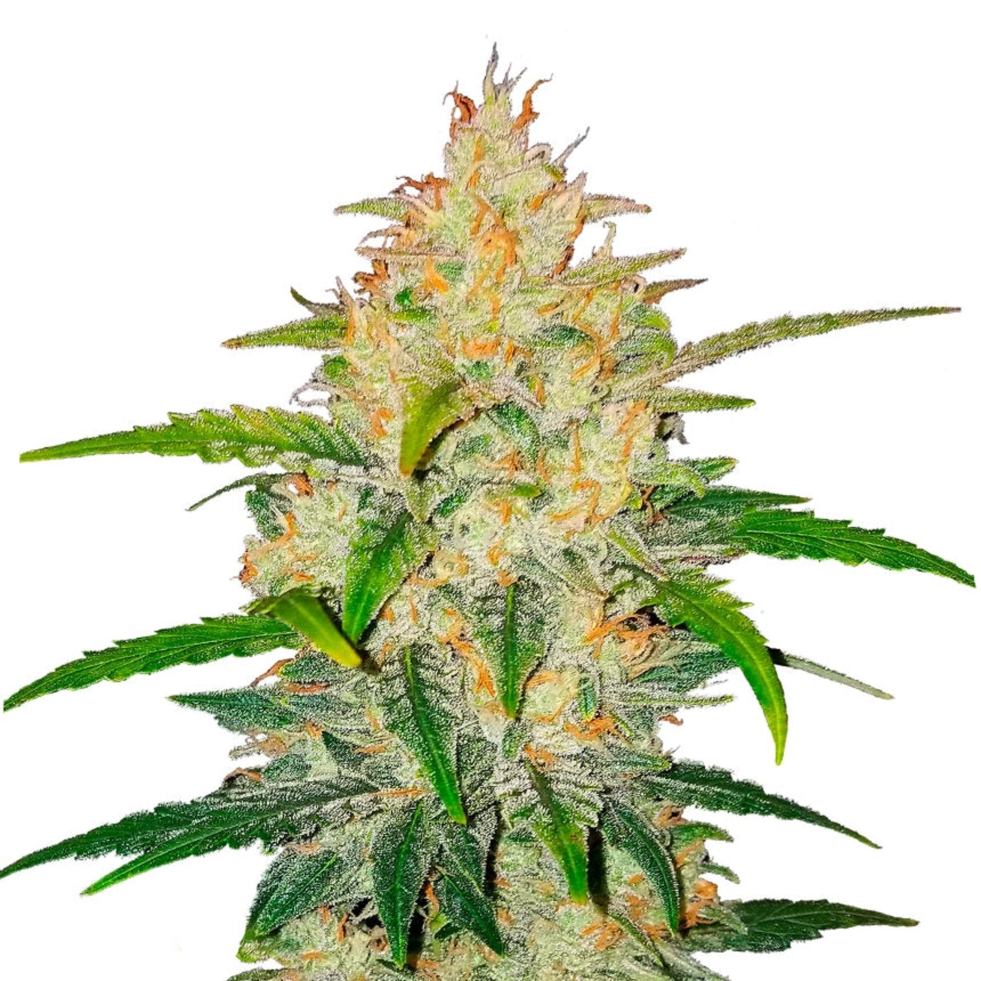 Zkittlez Autoflower Seeds - hqdtechusa